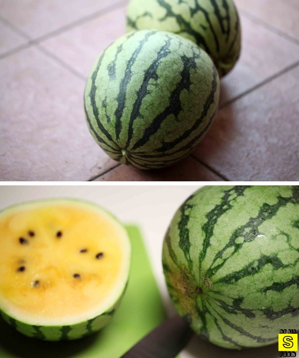 melon y 07